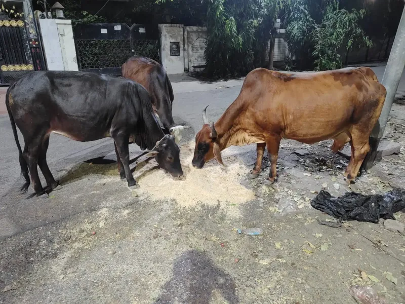 Green fodder being provided to 200+ cows at Vasudhevkutumbkam Gaushala
