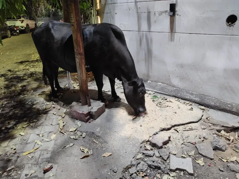 Solar panel installation project to power fans and water pumps at Gaushala