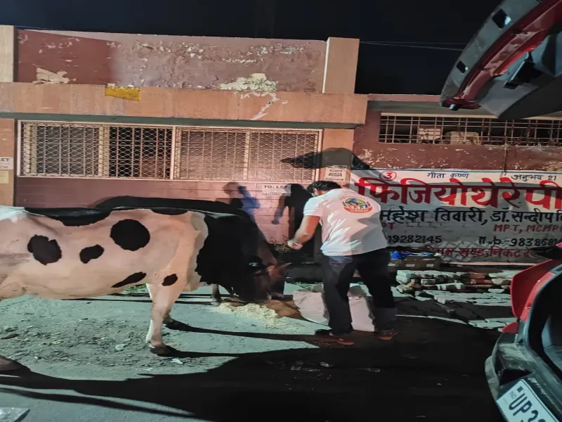 Thick blankets and jute bags provided to protect homeless cows from extreme cold