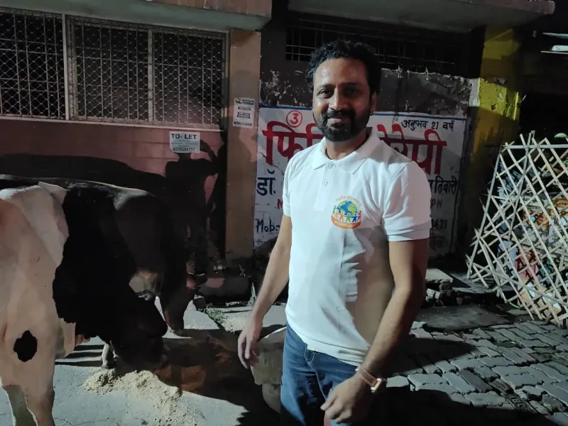 Healthy and happy cow at Gaushala