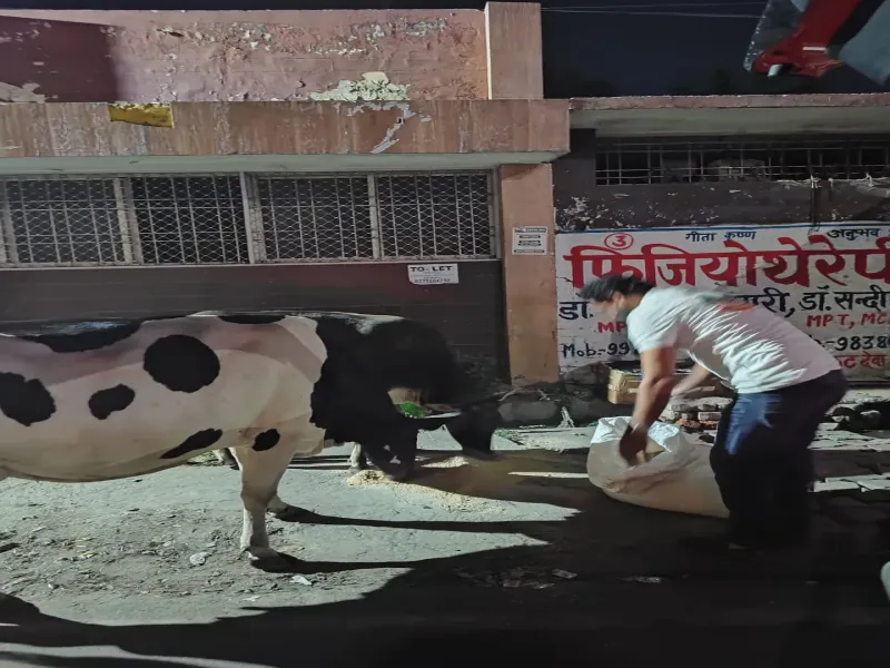Emergency cow rescue mission