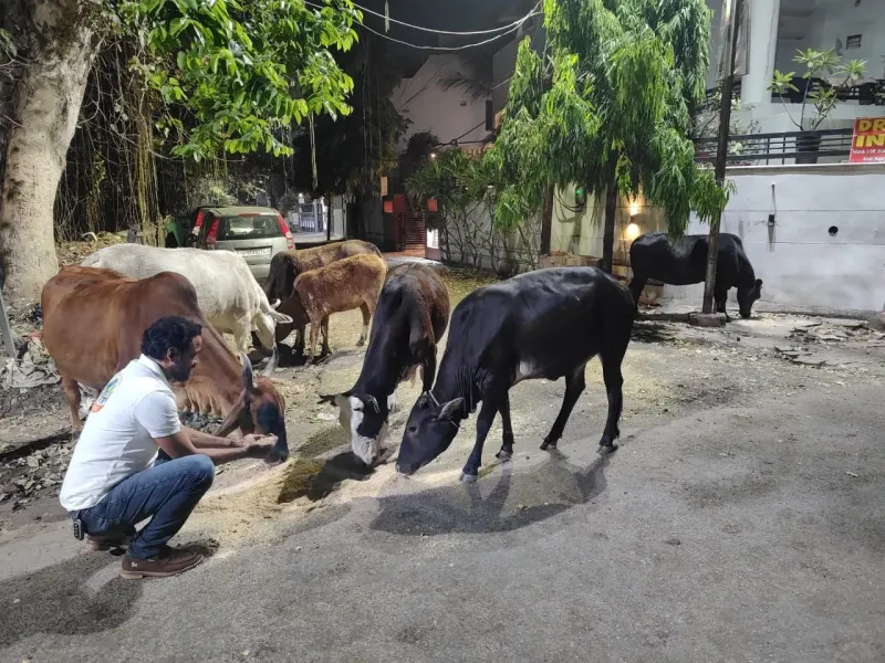 Volunteers distributing green fodder to hungry cows during daily feeding drive