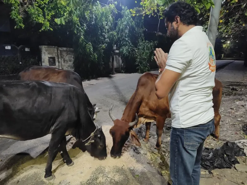 Gauri the rescued cow now living safely at Vasudhevkutumbkam Gaushala