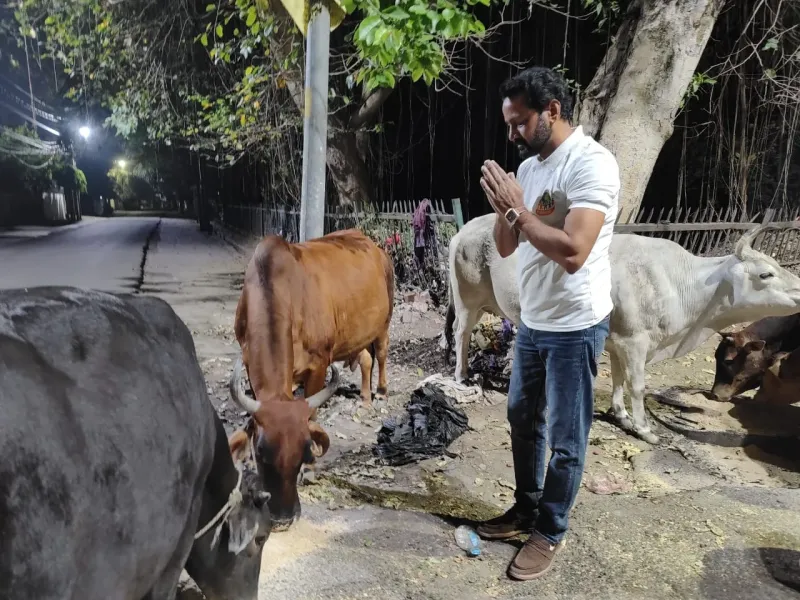 Gau Seva – cows sheltered at Vasudhevkutumbkam Gaushala, Barabanki